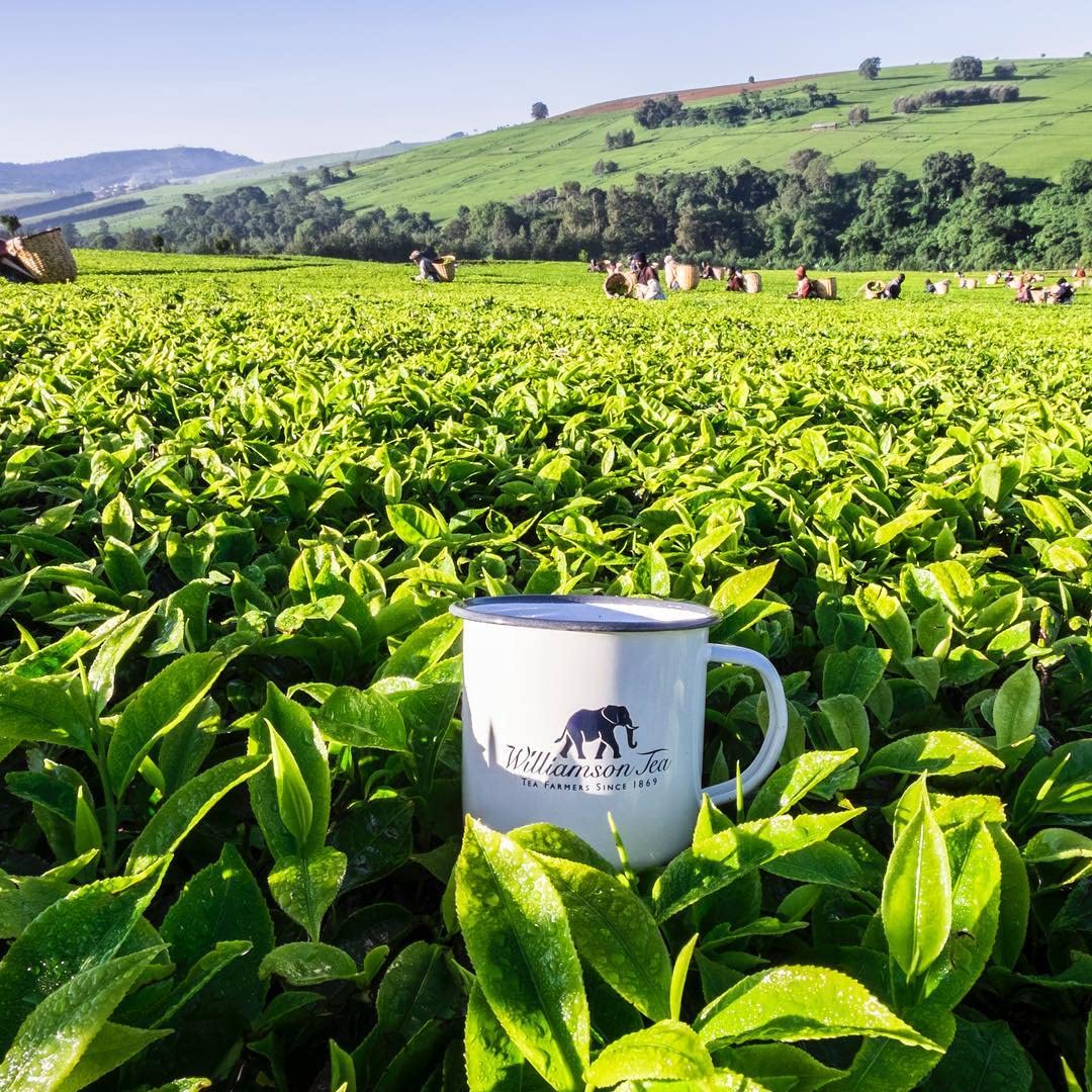 Amazon.co.jp: Williamson Tea Williamson Tea English Breakfast Tin